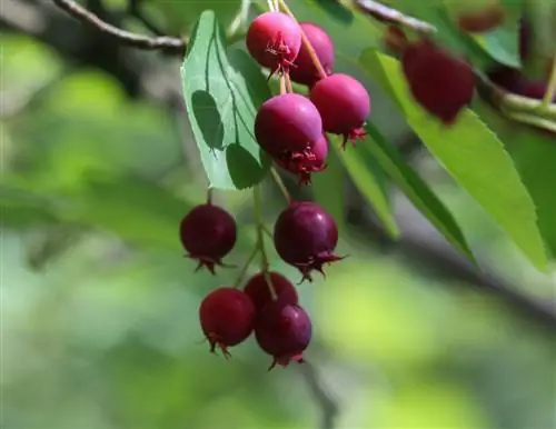 Pere al servizio: goditi le bacche sane del tuo giardino