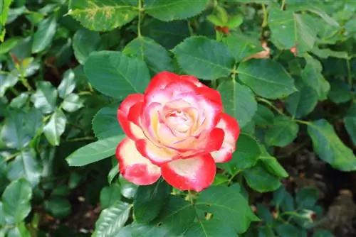 Floribunda rose care: Mga tip para sa malusog at magagandang halaman