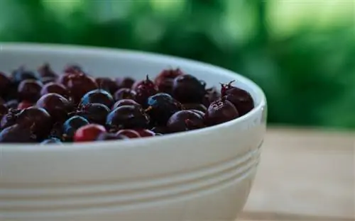 Serviceberry: hosilni yig'ib oling, foydalaning va mevalardan zavqlaning