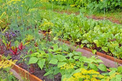 Culture mixte au potager : Qu'est-ce qui convient à qui ?