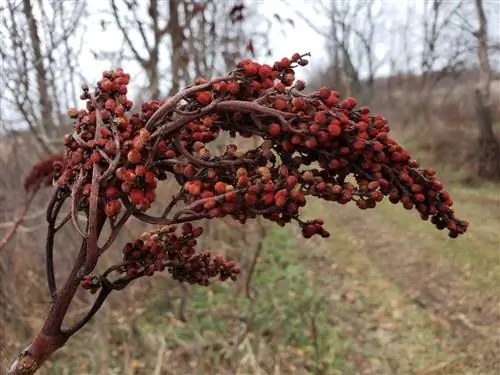 Is de azijnboom giftig? Alles over mogelijke gevaren