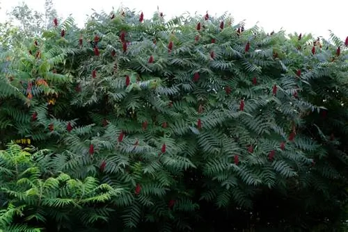 L'albero dell'aceto in giardino: istruzioni per la crescita e la cura