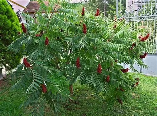 vinegar tree cutting