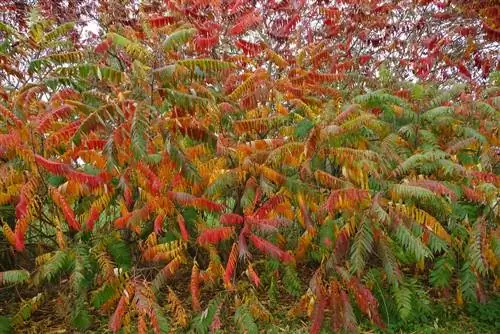 eliminación del árbol de vinagre