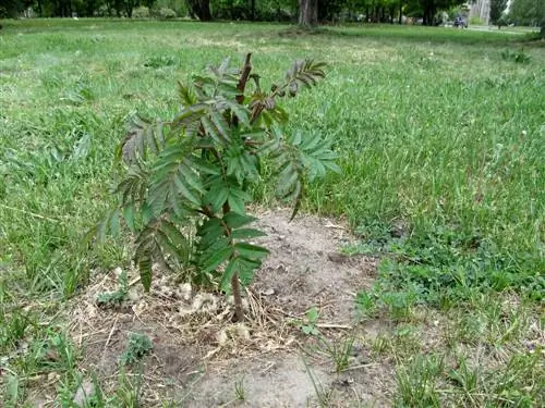 Voortplanting van azijnbomen