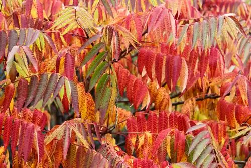 The fascination of the vinegar tree: leaves provide the perfect shade