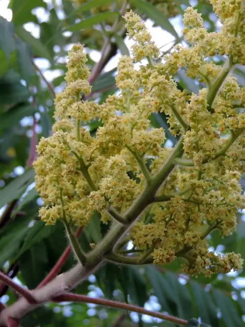 flor del árbol de vinagre