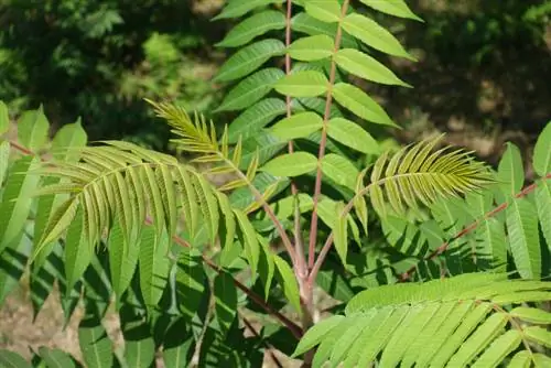 Arrancar los retoños del árbol de vinagre: así se rejuvenece el árbol