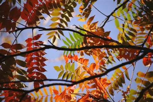 Vinegar tree in autumn: Experience fascinating color changes