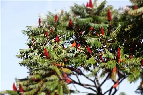 perfil del árbol de vinagre