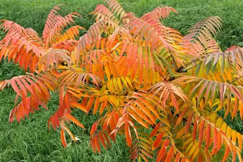 Fascinantes variedades de árboles de vinagre: colores, formas y crecimiento