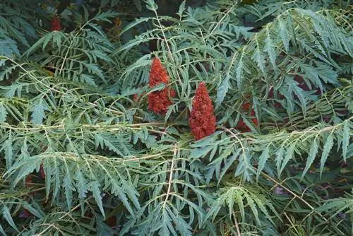 Albero dell'aceto: inserisci correttamente la barriera radicale e piantala