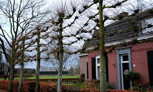 lindeboom sny