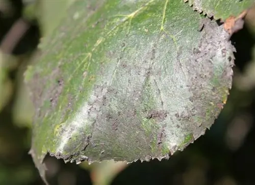 Enfermedades del tilo: ¿Qué hacer con las plagas y los hongos?