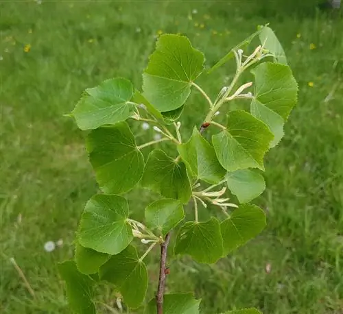 Een lindeboom planten: een schaduwrijke oase van welzijn met geneeskrachtige bloemen