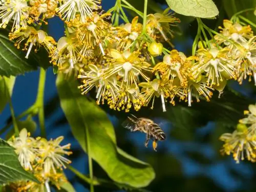 Linde blomstrer tid