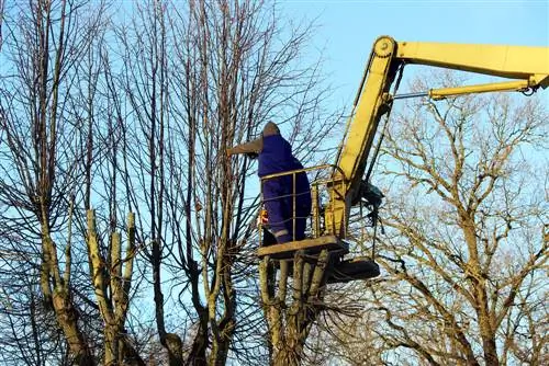 hoogste gesneden lindeboom