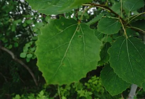 Linden: Rahasia daun berbentuk hati