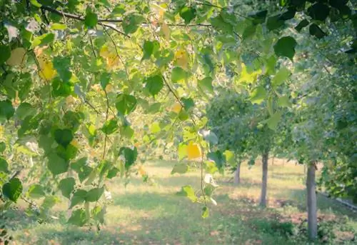 pohon limau di taman