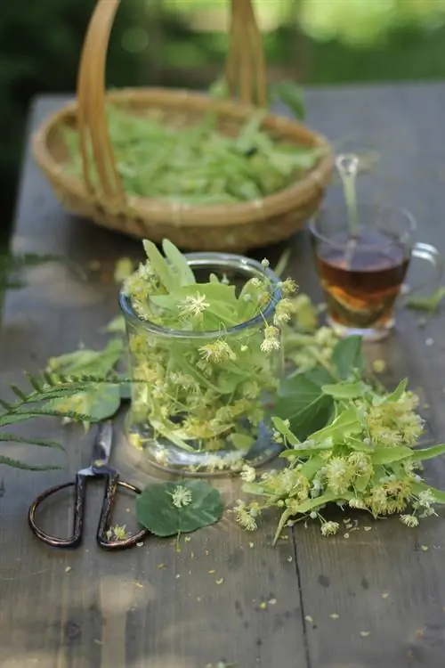 Flor de tília: biologia, significado e uso