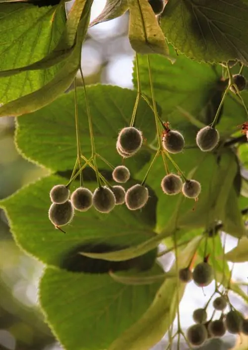 लिंडेन फलों की खोज करें: खाने योग्य और बहुमुखी