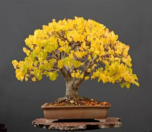 Linden tree as a bonsai: This is how care and design are successful