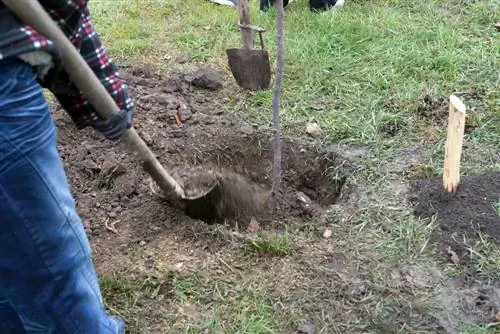 ¿Dónde plantas un tilo? Consejos y necesidades de ubicación