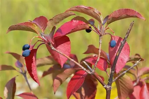 Serviceberry: ใบไม้แดง – สาเหตุคืออะไร?