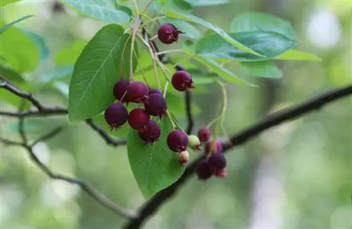 Көлеңкедегі Serviceberry: Бұл шынымен жұмыс істей ме?