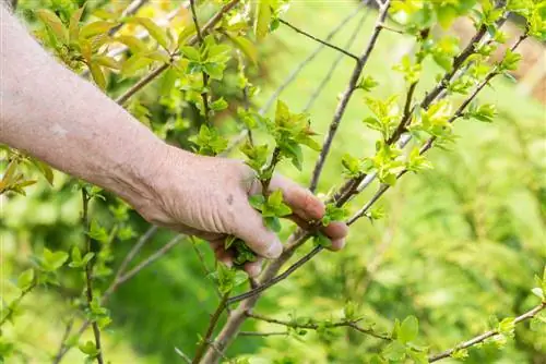 Pagputol ng Japanese columnar cherries nang tama: mga tip at trick