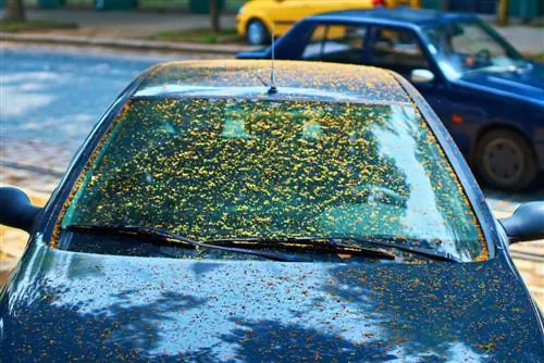 Dumikit din ba ang iyong linden tree? Alamin ang nakakagulat na dahilan