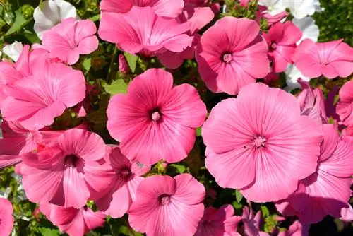 Cup Mallow: Perennial or annual beauty?