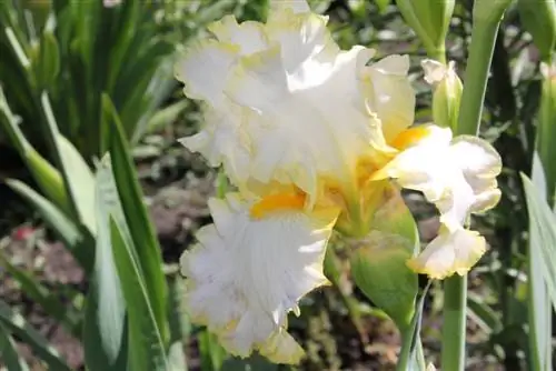 bearded iris care