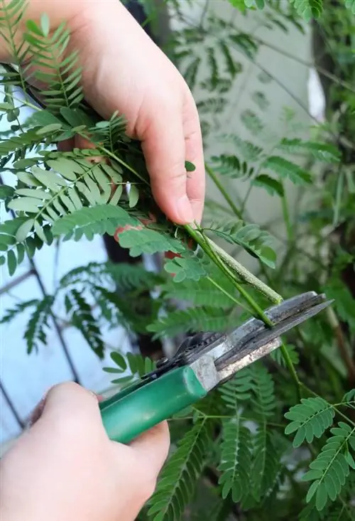 Cortar la acacia correctamente: instrucciones para un crecimiento saludable