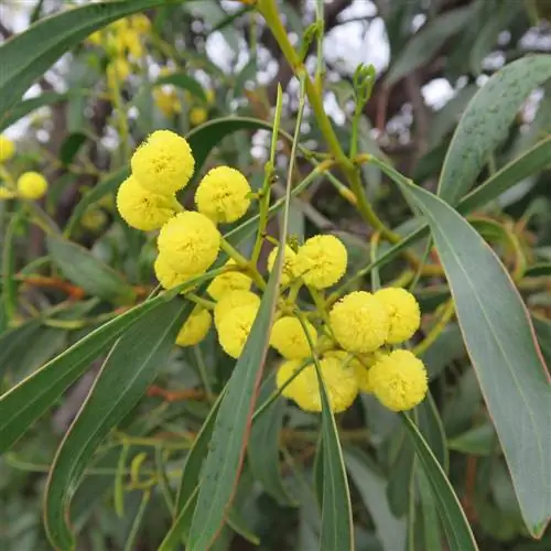 acacia venenosa