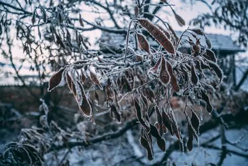 क्या आपका बबूल का पेड़ कठोर है? महत्वपूर्ण सुझाव और विकल्प