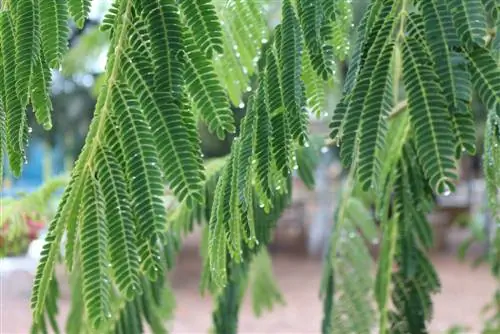 The special features of acacia leaves: shapes and colors