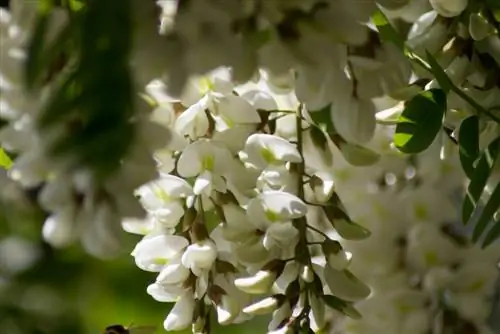 fiore di acacia