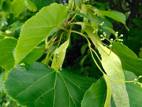 ग्रीष्मकालीन लिंडेन पत्ता