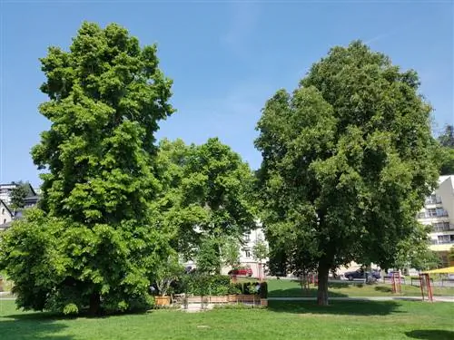 summer linden tree profile