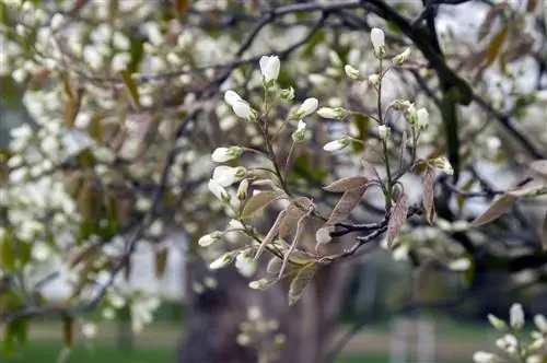 Serviceberry: majhne sorte, idealne za majhne vrtove