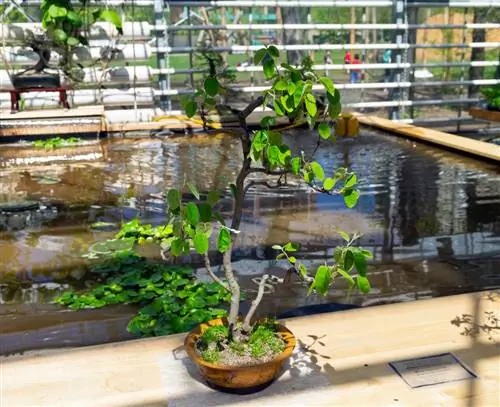 Serviceberry en maceta: así prospera en balcones y terrazas