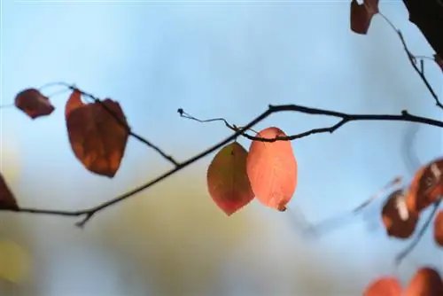 Serviceberry: signes i solucions per a mal alties fúngiques