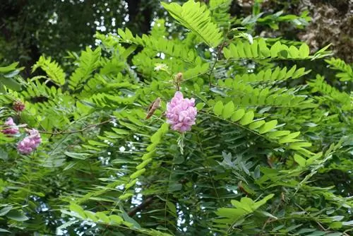 pemotongan robinia