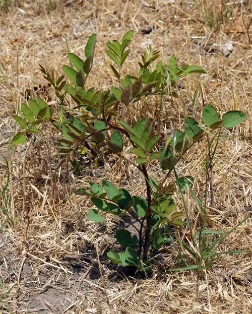 tumbuhan robinia