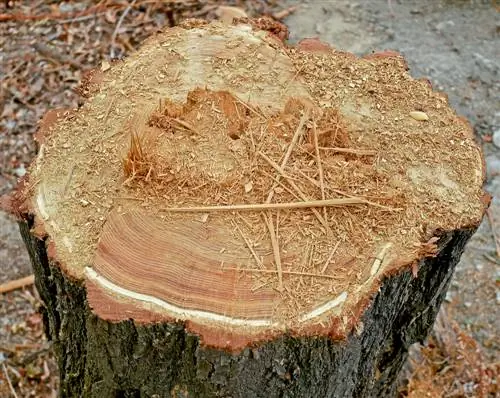 Att bekämpa robinia: en översikt över effektiva metoder