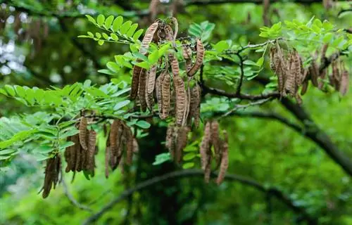 Robinia giftig