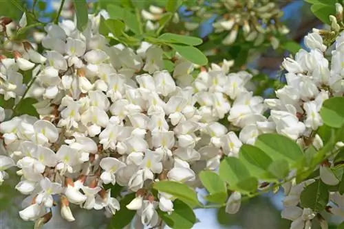 Bunga robinia: serba boleh dan sangat cantik