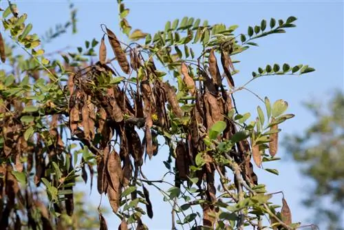 Lipat gandakan robinia: Beginilah cara Anda melakukannya dengan mudah