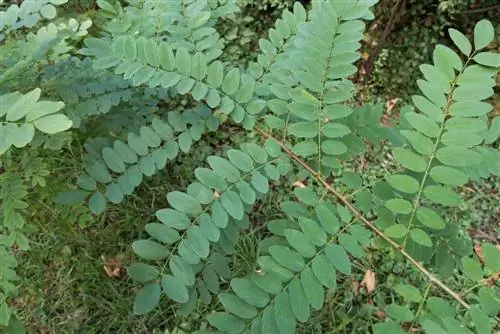 Akác-robinia különbség